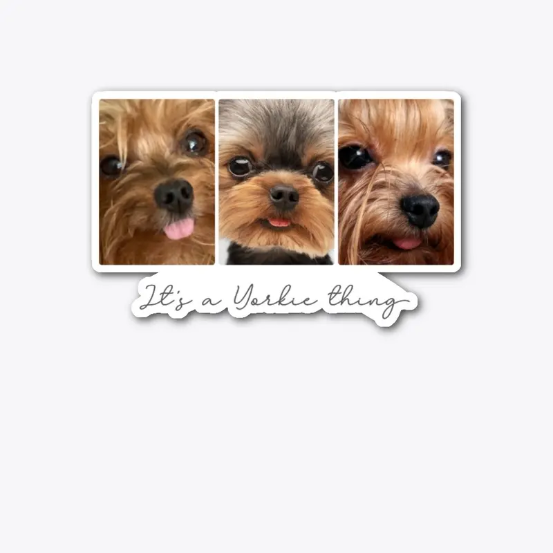 It's a Yorkie thing